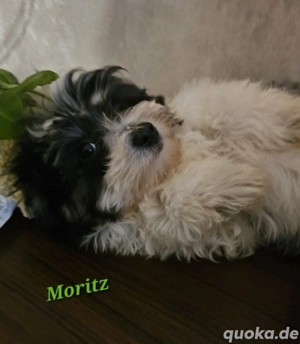 Sheltiepoo rüde etwas ganz besonderes Sheltie mini  Zwergpudel 