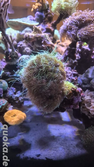Meerwasser Korallen Aquarium lps Galaxea