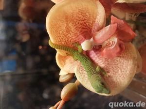 Juger Großer Madagaskar Taggecko abzugeben 