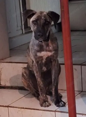 Arnie, Junghund sucht seine Familie