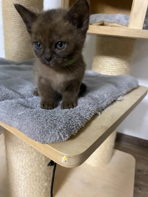 Burma Kitten zu verkaufen 