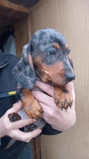 Merle Dackel Welpen! 