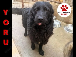 Yoru Traumhund lieber kroatischer Schäferhund Mischling Rüde sucht Zuhause oder Pflegestelle