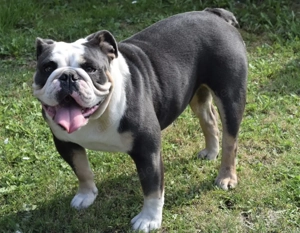 Englische Bulldogge zu verkaufen 