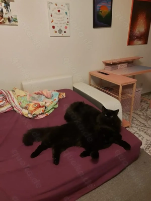 Geschwister Maine Coon Mix (20 Monate) zu verkaufen 