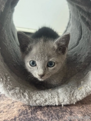 Reinrassige Russisch Blau Kitten mit Stammbaum