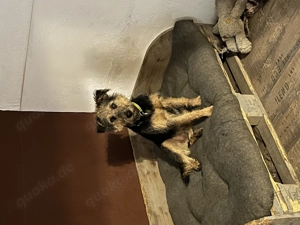 Terrier Mischling Rüde kastriert 
