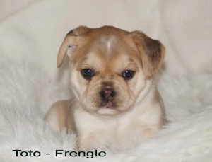 Französische Bulldoggen Welpen - Frengle -Rüde Toto