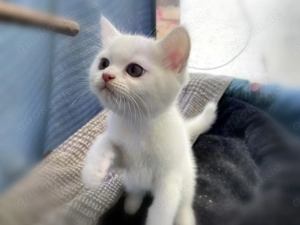 Katzen zur Vermittlung