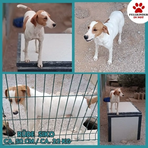 Siko aktiver Mischling Bracke Rüde sucht Zuhause oder Pflegestelle