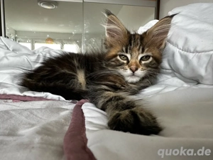 Wunderschöne Maine Coon Kätzchen bereit für ihr neues Zuhause! Bild 2