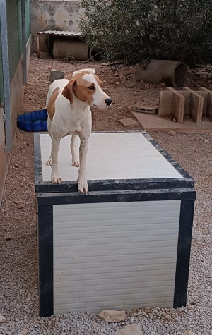 Siko aktiver Mischling Bracke Rüde sucht Zuhause oder Pflegestelle Bild 5