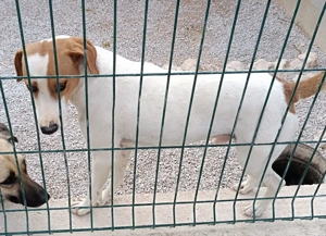 Siko aktiver Mischling Bracke Rüde sucht Zuhause oder Pflegestelle Bild 2