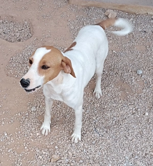 Siko aktiver Mischling Bracke Rüde sucht Zuhause oder Pflegestelle Bild 3