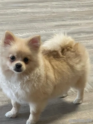 Reinrassige Pomeranian Zwergspitz Welpe Weiblich 