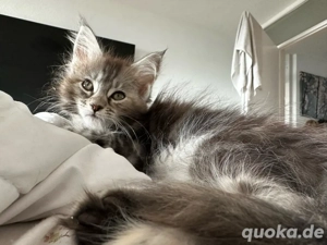Wunderschöne Maine Coon Kätzchen bereit für ihr neues Zuhause!