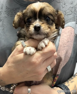 mini chihuahua welpen 