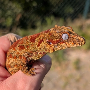 Höckerkopfgeckos (Rhacodactylus auriculatus) pet quality 