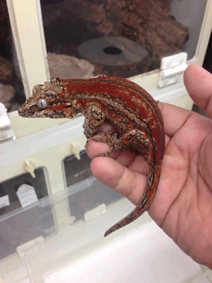 Höckerkopfgeckos (Rhacodactylus auriculatus) pet quality 