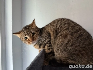 katze 6monate sucht dringend ein neues zuhause