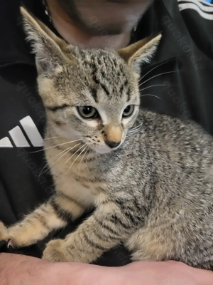 Dobby und Fluffy suchen ein neues Zuhause 