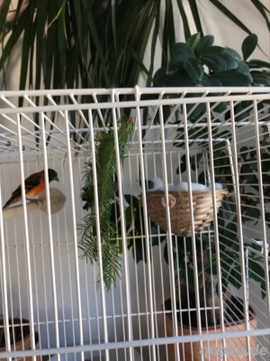 Kapuzenzeisig Pärchen jung