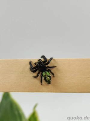 Hyllus shanhonghani Pärchen in sub adult 