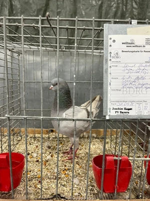 Deutsche Modeneser Schietti braunfahl mit Binden und Schietti blau mit Binden 