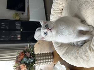 BKH Kitten mit Stammbaum 