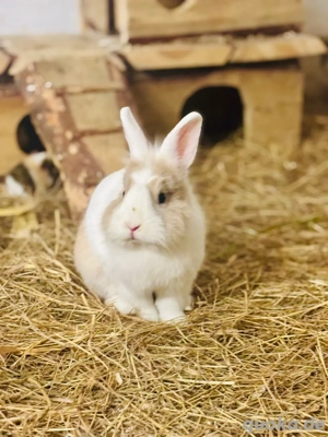 Zwergkaninchen aus Aussenhaltung