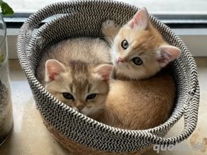 Reinrassige BKH-Kätzchen Golden 