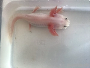 Axolotl von Frühjahr 25