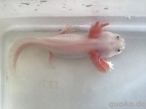 Axolotl von Frühjahr 25 Bild 2