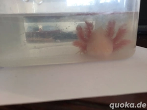 Axolotl von Frühjahr 25