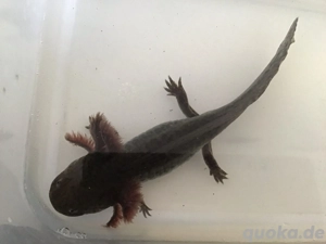 Axolotl von Frühjahr 2025