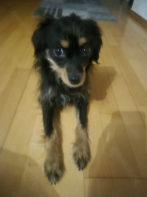   Hündin sucht ein Liebesvolle Zuhause  