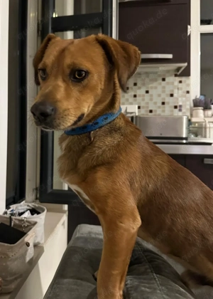 Kleiner Mann sucht 5 Zuhause