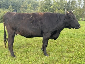 Bio 100 % Fullblood Wagyu-Herde   12 Tiere, DNA-Zertifikat, Weidehaltung Bild 3