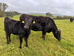 Bio 100 % Fullblood Wagyu-Herde   12 Tiere, DNA-Zertifikat, Weidehaltung Bild 4