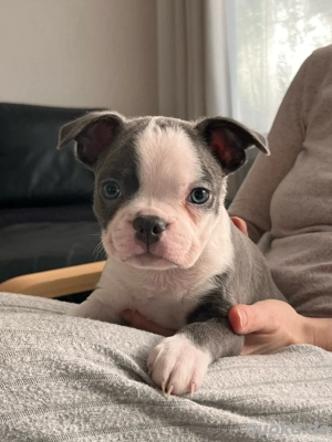 Boston Terrier Welpen abgabebereit