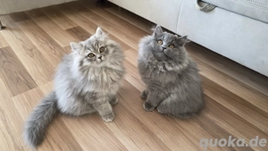 BKH BLH Kitten. Abgabebereit!