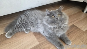 BKH BLH Kitten. Abgabebereit!