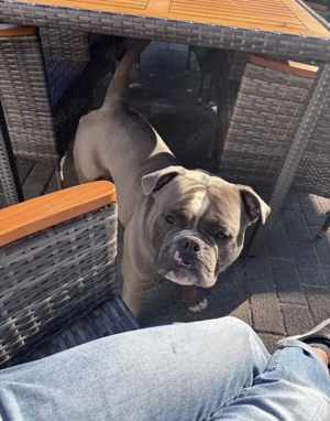 wunderschöne reinrassige Old English Bulldog mit Ahnentafel OEB