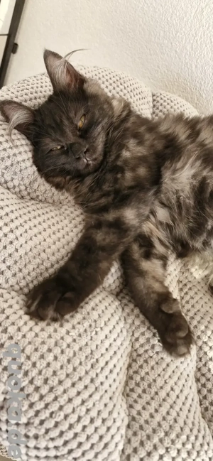 Kitten in besonder Farbe Katzenbaby Katze Kurilian Bobtail mit Stammbaum 