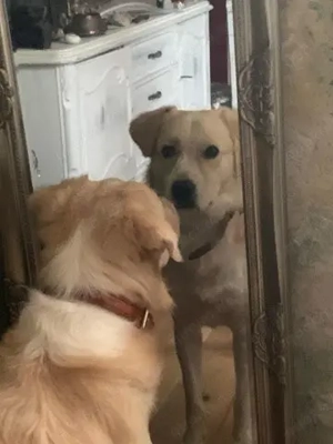 Bildschöner Rohdiamant Snow sucht dringend Pflege- oder Endplatz