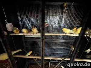 Kanarienvögel 25 Stück für 400 