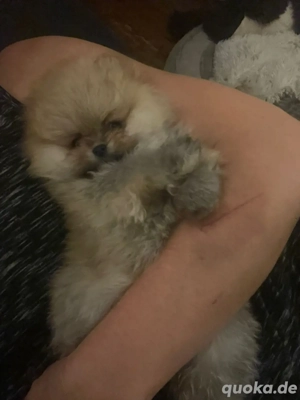 Pomeranian Welpe