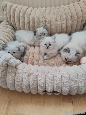 Neva Masquarade Kitten