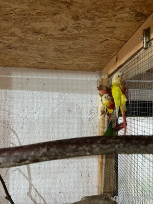 Grünwangen Rotschwanzsittich Molinasittich