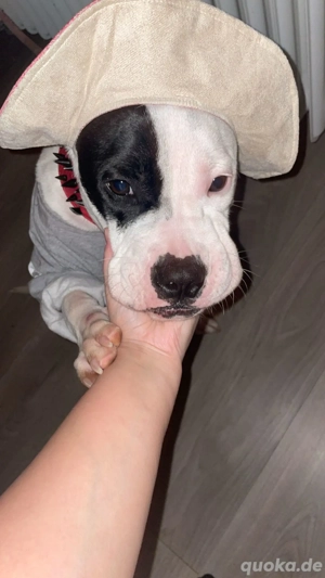 verkaufe meine Hündin